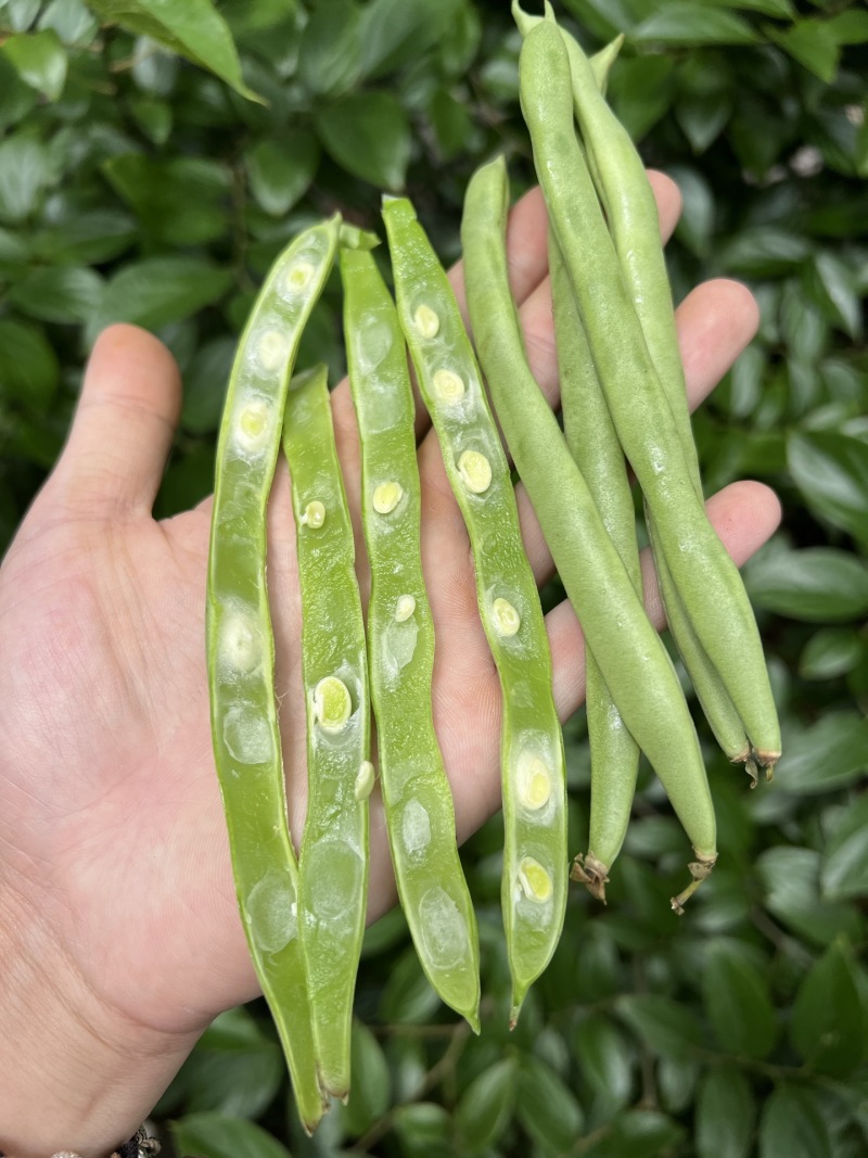 一件代发云南高山露天种植四季豆新鲜蔬菜脆爽鲜美产地直发现