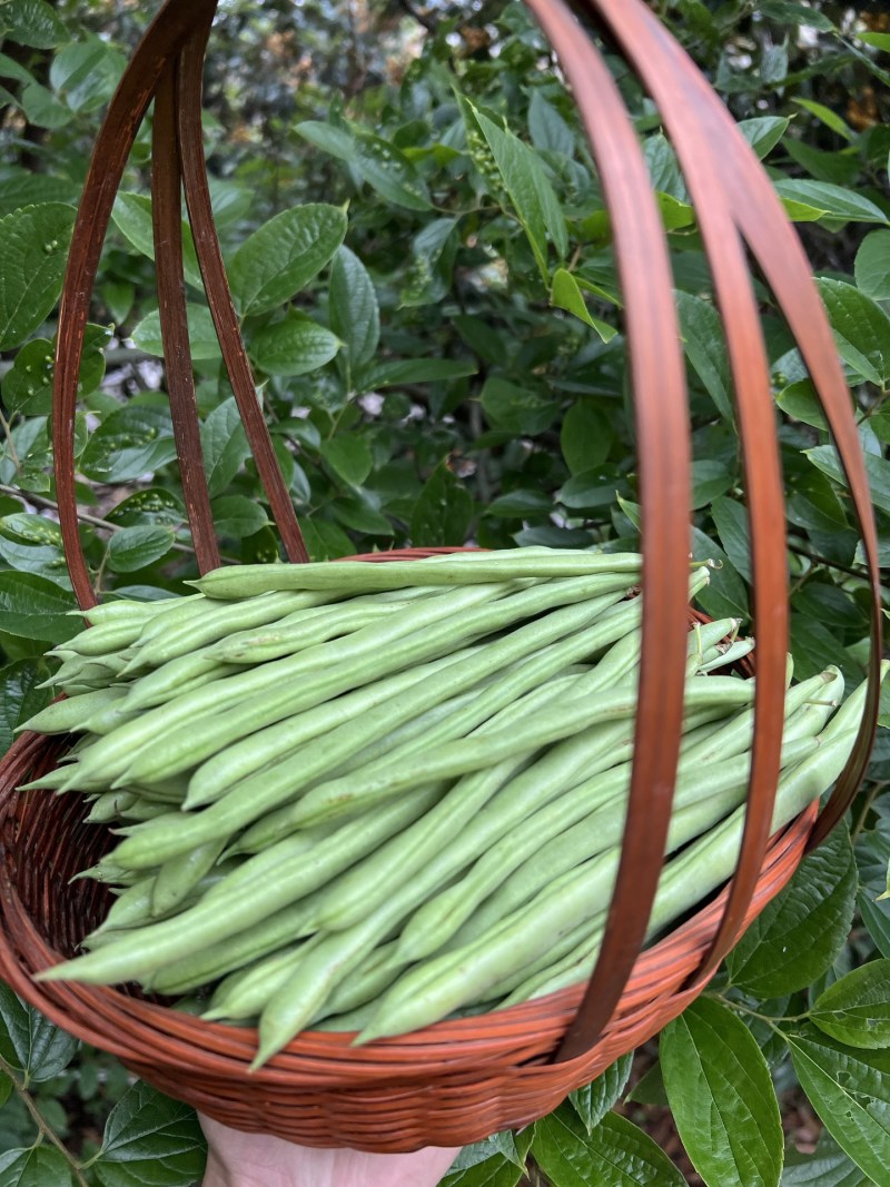 一件代发云南高山露天种植四季豆新鲜蔬菜脆爽鲜美产地直发现