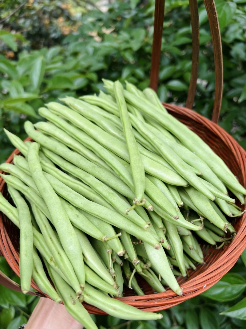 一件代发云南高山露天种植四季豆新鲜蔬菜脆爽鲜美产地直发现