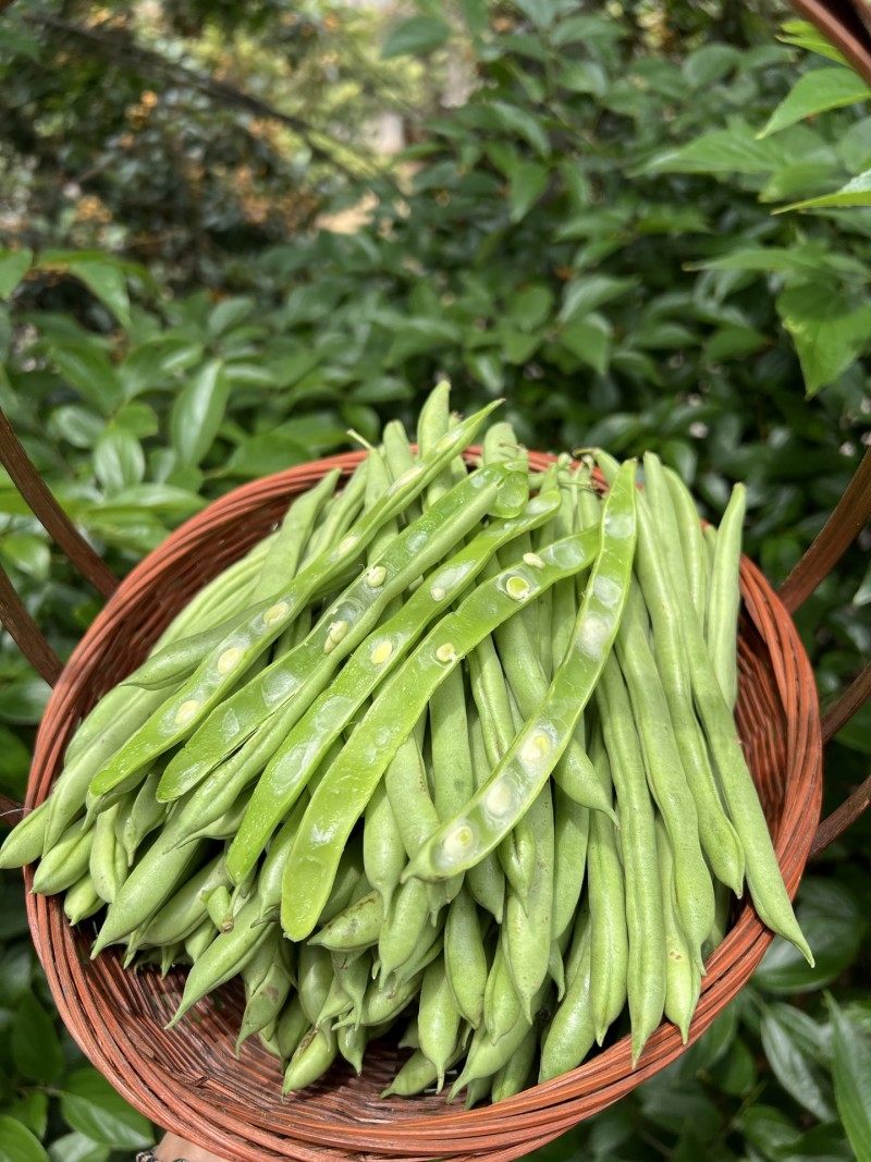 一件代发云南高山露天种植四季豆新鲜蔬菜脆爽鲜美产地直发现