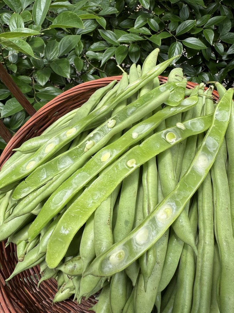 一件代发云南高山露天种植四季豆新鲜蔬菜脆爽鲜美产地直发现