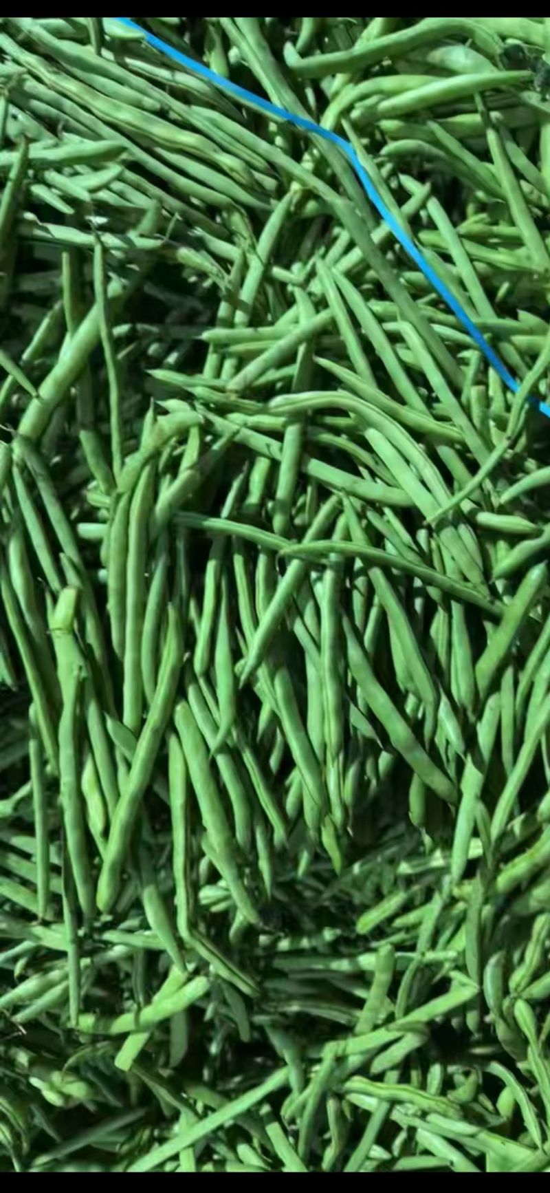 一件代发云南高山露天种植四季豆新鲜蔬菜脆爽鲜美产地直发现