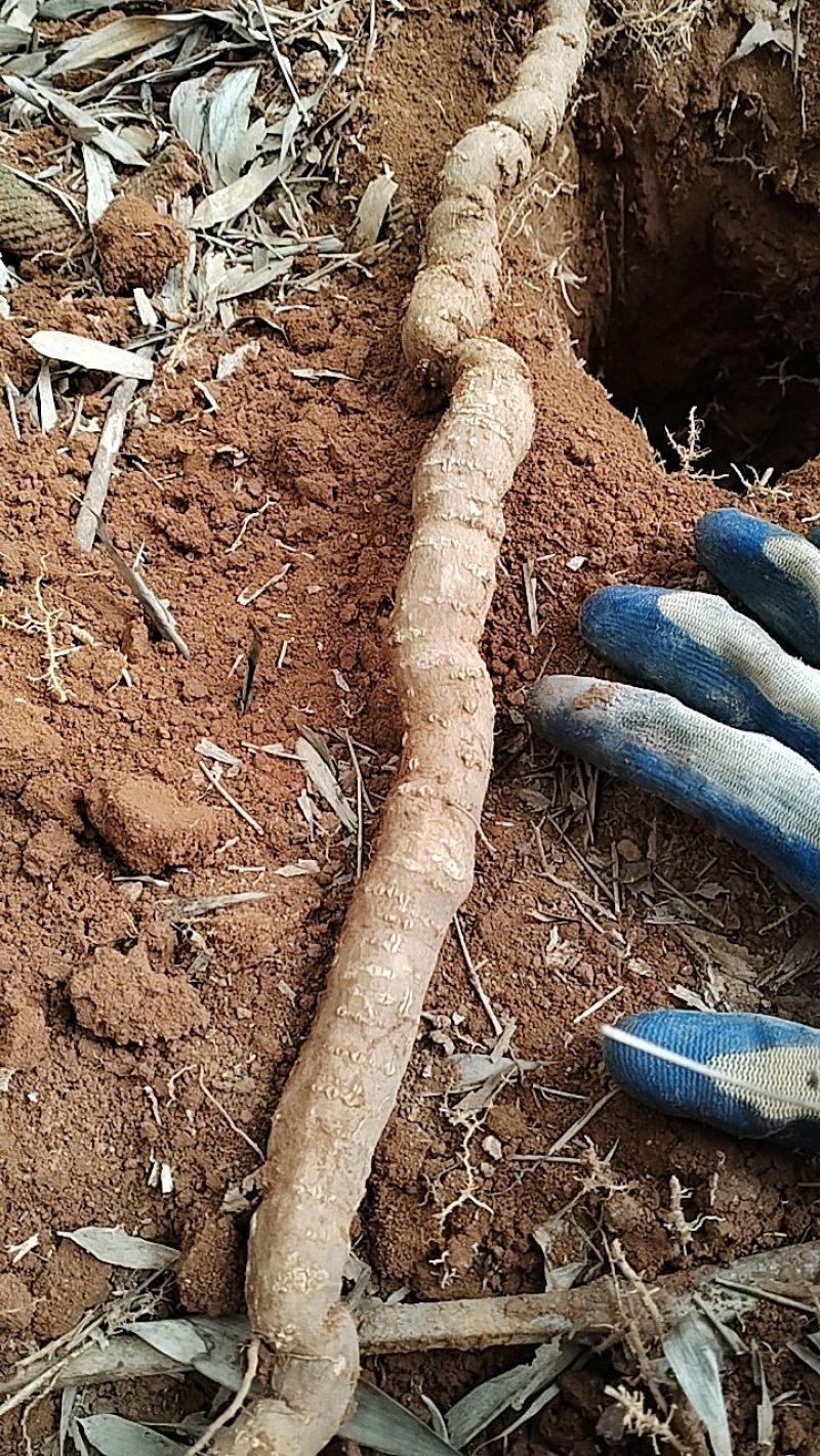 野生粉防己