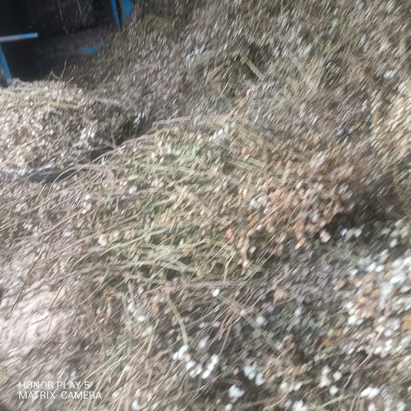 千里光
