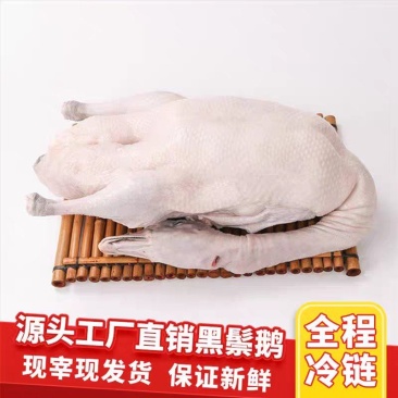 广东马岗鹅白条鹅棚鹅黑棕鹅烧鹅专用产地直供