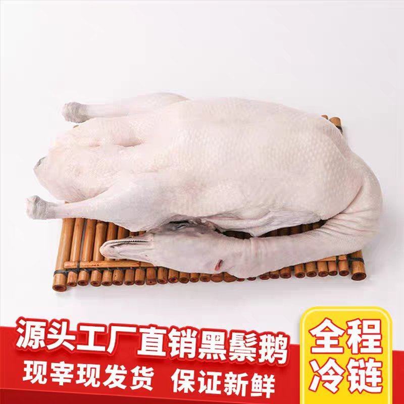 广东马岗鹅白条鹅棚鹅黑棕鹅烧鹅专用产地直供