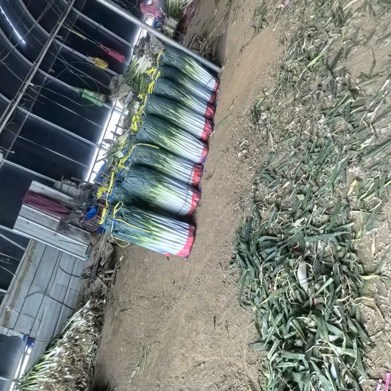 葱铁杆钢葱质优量足大葱铁杆毛葱净葱产地一手货源