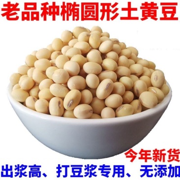 贵州老品种黄豆黑脐