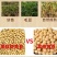 贵州老品种黄豆黑脐