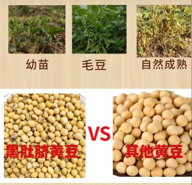贵州老品种黄豆黑脐