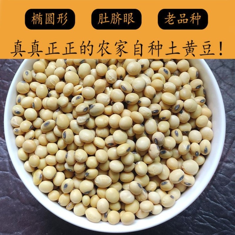 贵州老品种黄豆黑脐