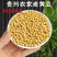 贵州老品种黄豆黑脐