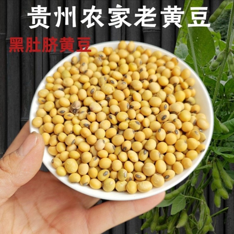 贵州老品种黄豆黑脐