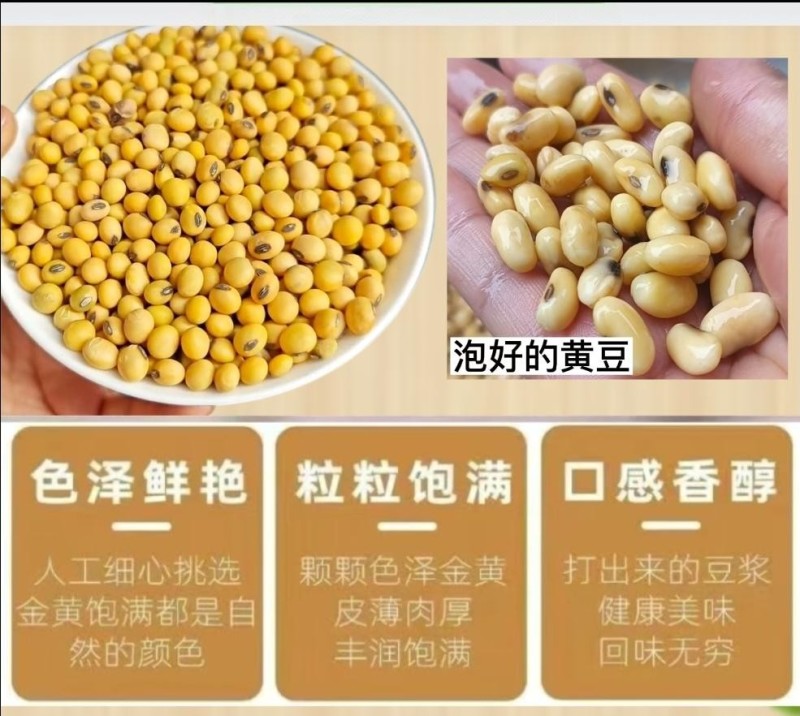 贵州老品种黄豆黑脐