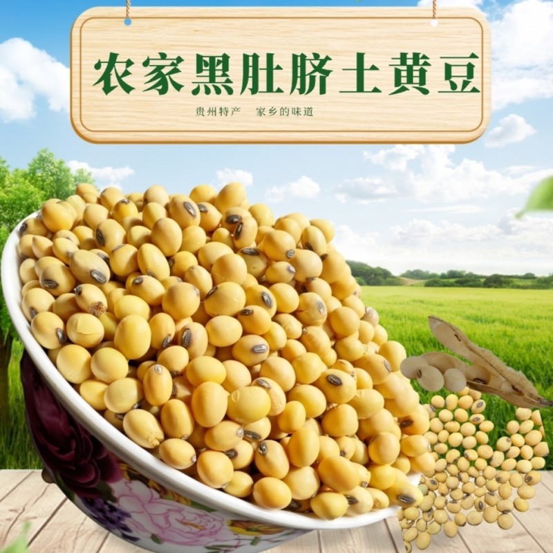 贵州老品种黄豆黑脐
