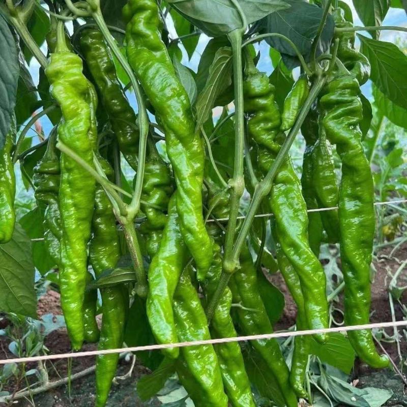 西域蛟龙螺丝椒种子早熟丰产果大皮薄肉厚耐寒抗病性螺丝椒