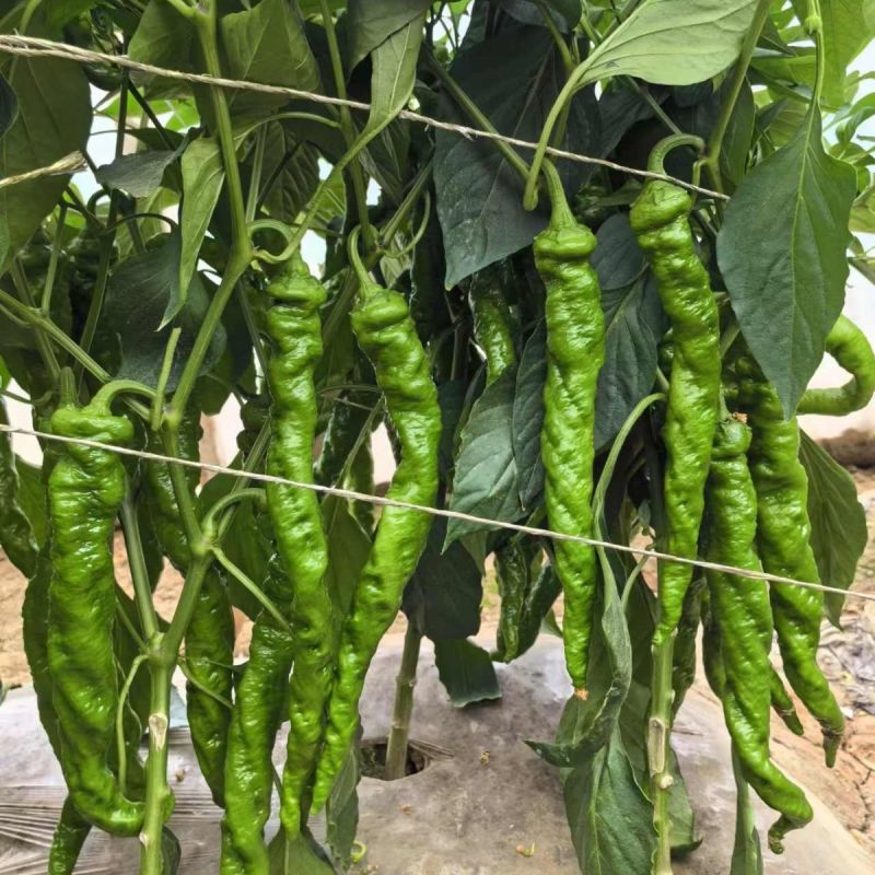 西域蛟龙螺丝椒种子早熟丰产果大皮薄肉厚耐寒抗病性螺丝椒