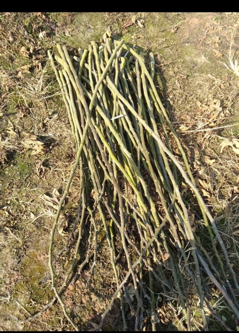 无花果枝条
