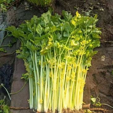 马家沟芹菜，高温大棚新货，色泽金黄，口感脆甜，