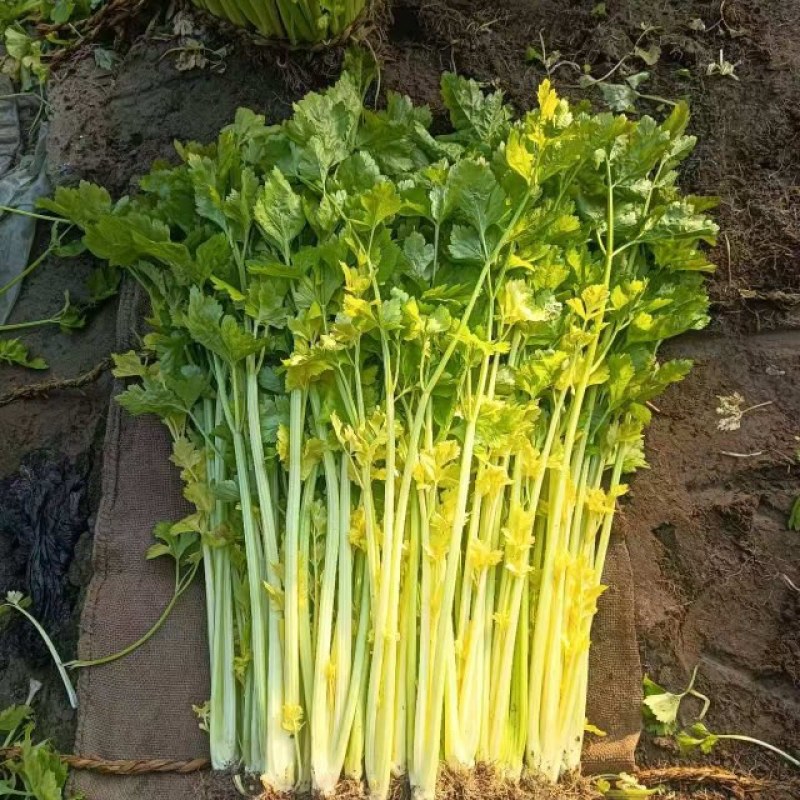 马家沟芹菜，高温大棚新货，色泽金黄，口感脆甜，