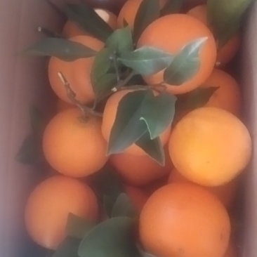 麻阳冰糖橙，新品种。锦蜜，全甜无酸，今采才今天发，保证**鲜