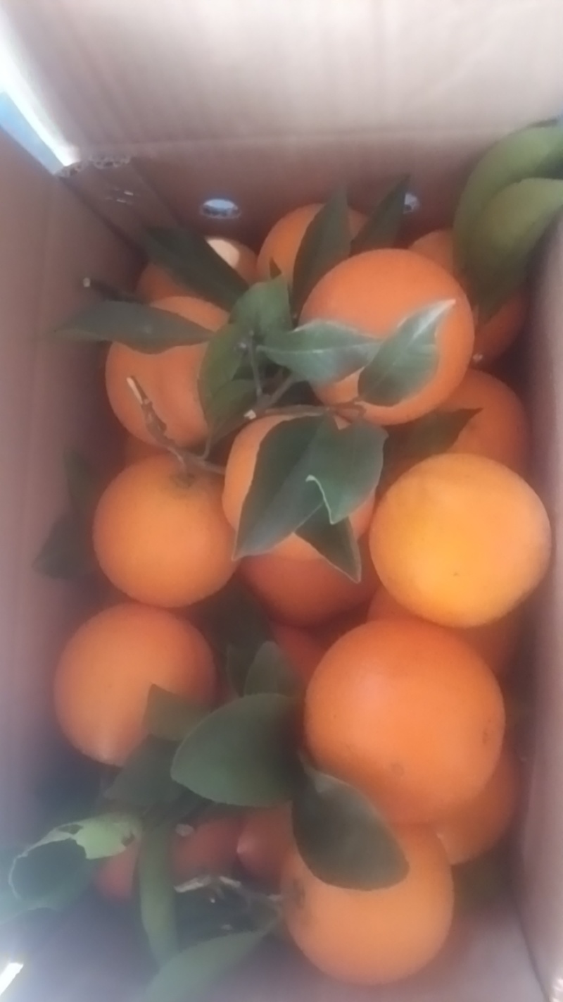 麻阳冰糖橙，新品种。锦蜜，全甜无酸，今采才今天发，保证**鲜
