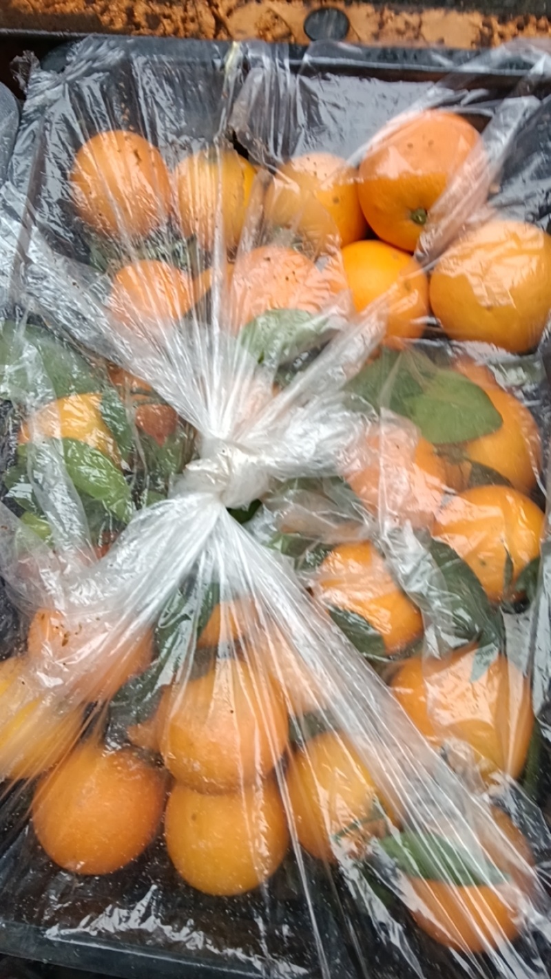 麻阳冰糖橙，新品种。锦蜜，全甜无酸，今采才今天发，保证**鲜