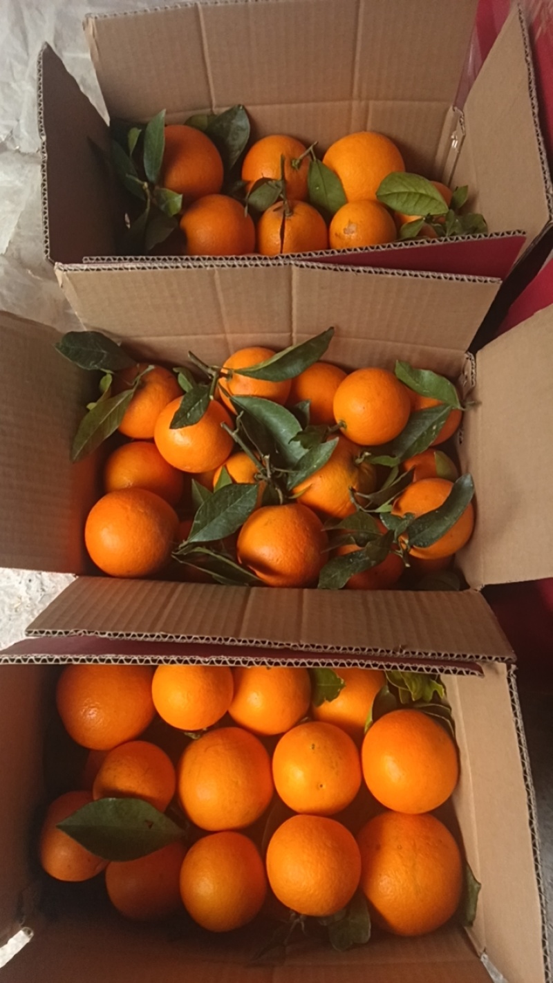 麻阳冰糖橙，新品种。锦蜜，全甜无酸，今采才今天发，保证**鲜
