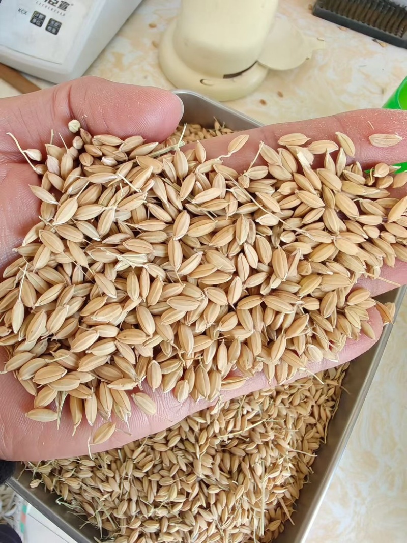 大米饭不吃菜干两碗