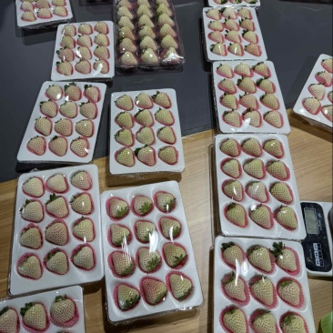 白草莓