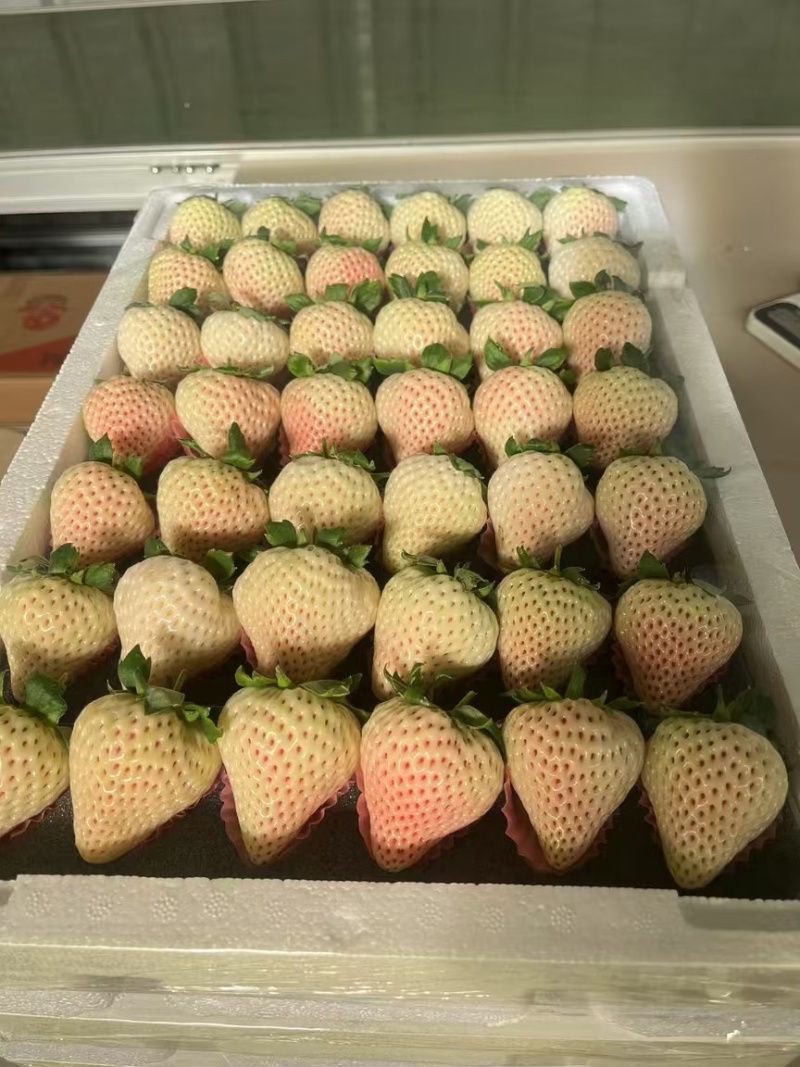 白草莓
