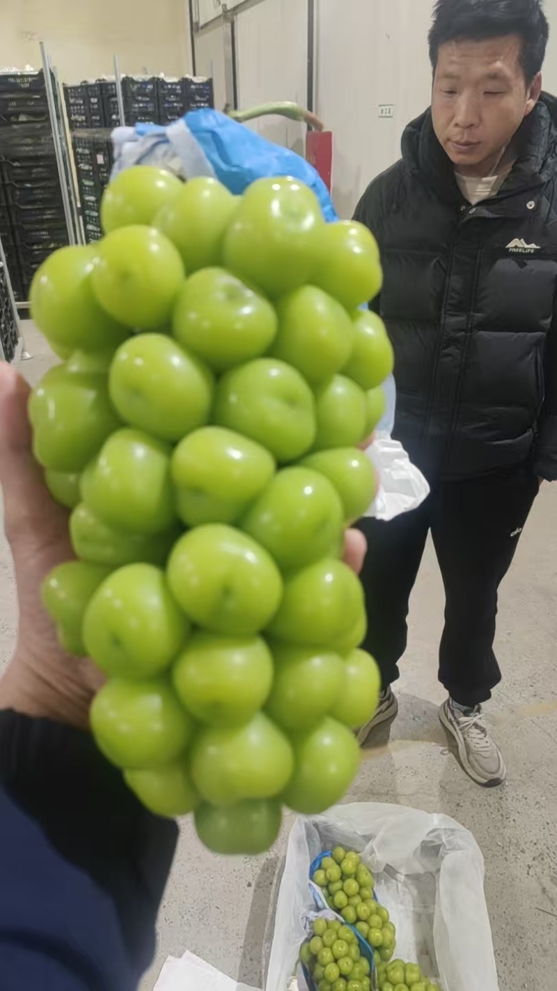 阳光玫瑰