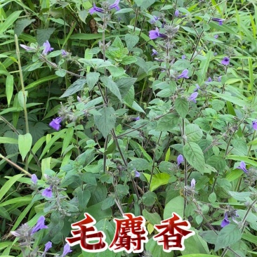 野生药材毛麝香麝香草毛老虎五凉草酒子草辣蓟