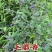 野生药材毛麝香麝香草毛老虎五凉草酒子草辣蓟