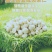 奶香味夏威夷果仁添加益生菌