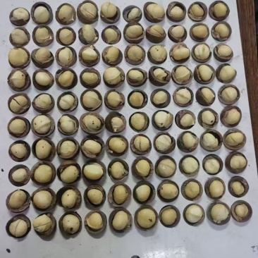 夏威夷果奶香味新货上市