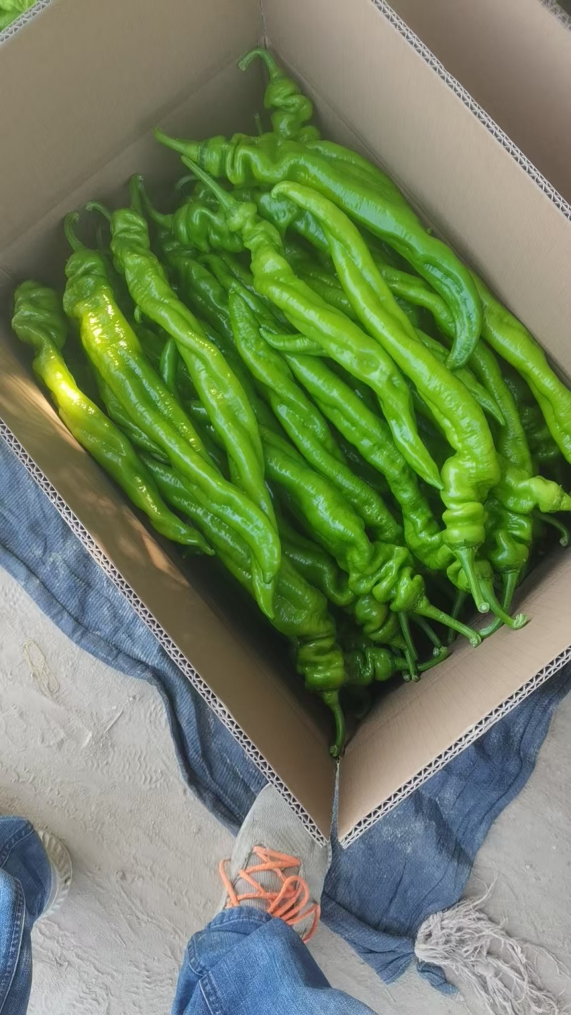 大棚蔬大量上市螺丝椒垄椒量大全国接单基地直采