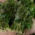 大棚反季节种植香椿芽儿自有基地直供