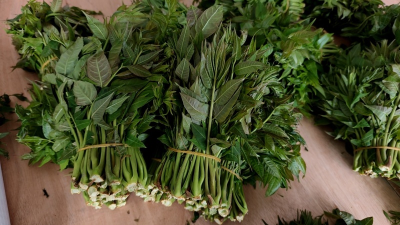 大棚反季节种植香椿芽儿自有基地直供