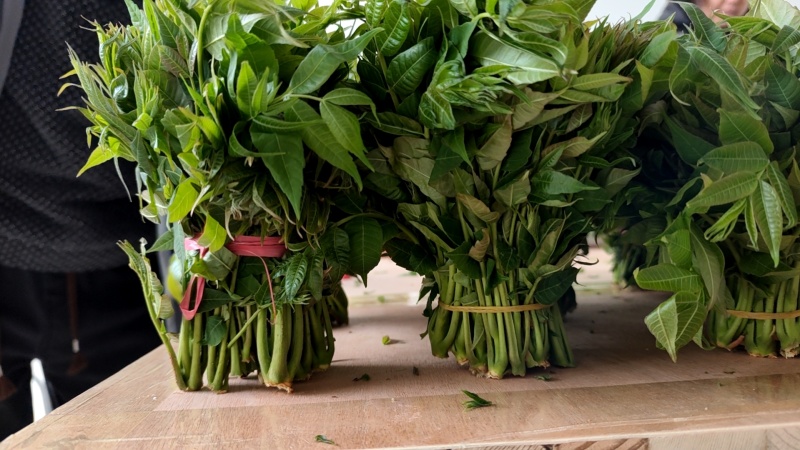大棚反季节种植香椿芽儿自有基地直供