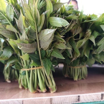 大棚反季节种植香椿芽儿自有基地直供