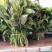大棚反季节种植香椿芽儿自有基地直供