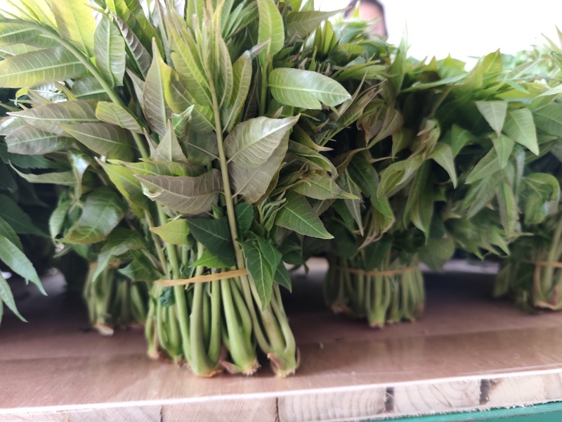 大棚反季节种植香椿芽儿自有基地直供