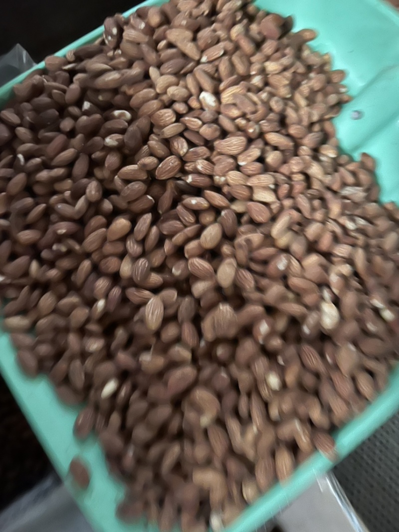 巴旦木仁奶香味原味大量现货