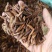 喜树种子新上市的喜树种子大量供应