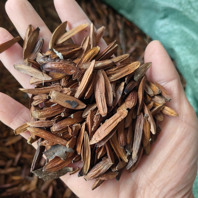 喜树种子新上市的喜树种子大量供应