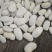 白芸豆45粒成品