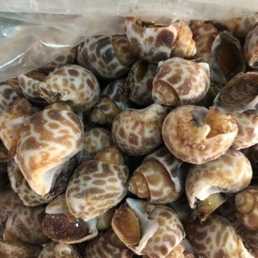 新鲜冷冻花螺各种规格量大有优惠欢迎来电咨询