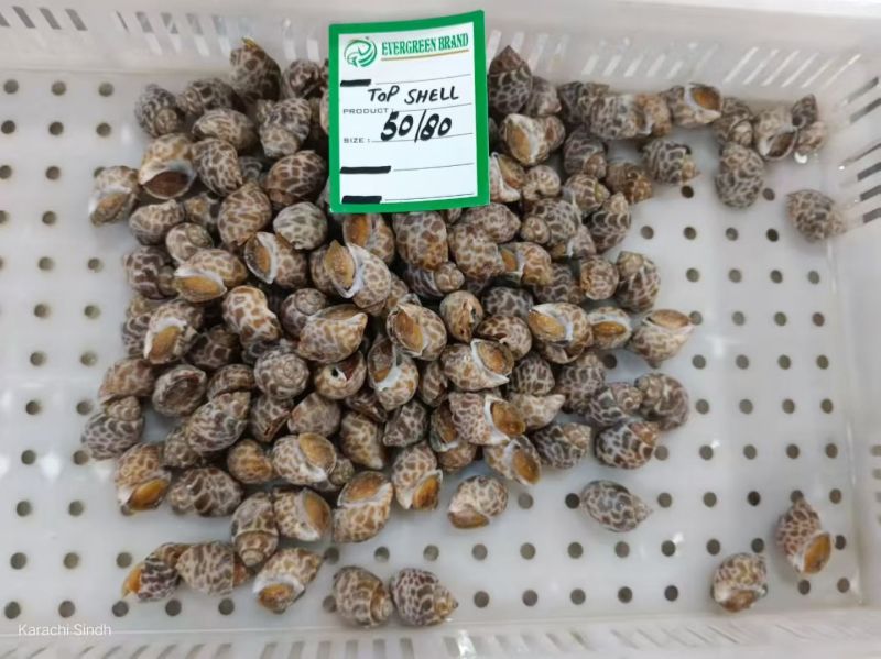 新鲜冷冻花螺各种规格量大有优惠欢迎来电咨询