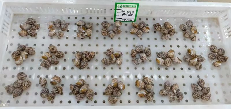 新鲜冷冻花螺各种规格量大有优惠欢迎来电咨询